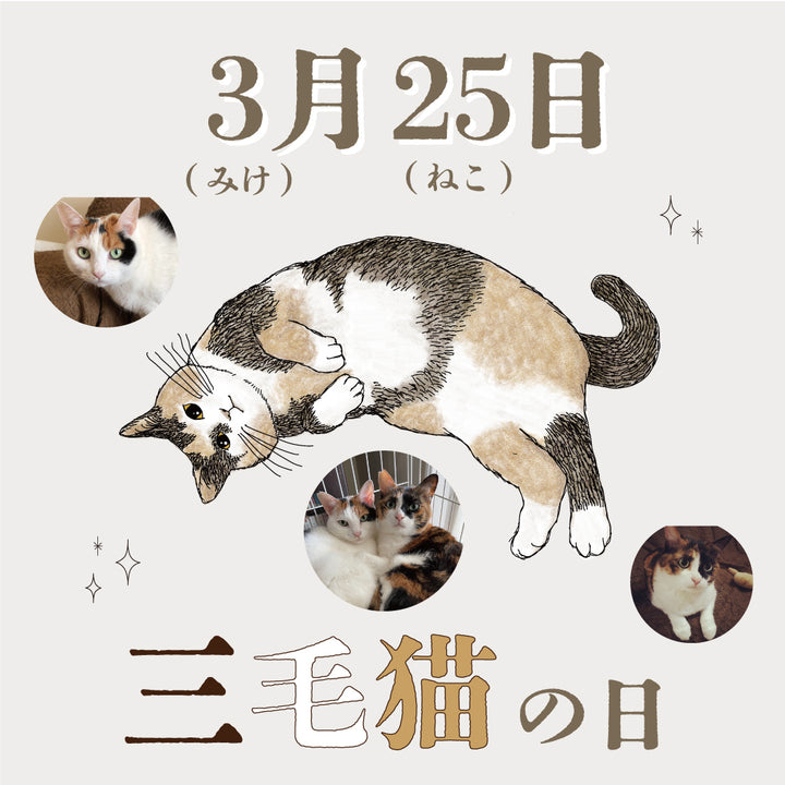3月25日は三毛猫の日_三毛猫フェア開催中！