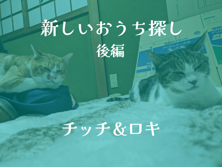 シニア猫「チッチ」と「ロキ」の新しいおうち探し ~aoneco社長の保護ネコ活動記~　後編