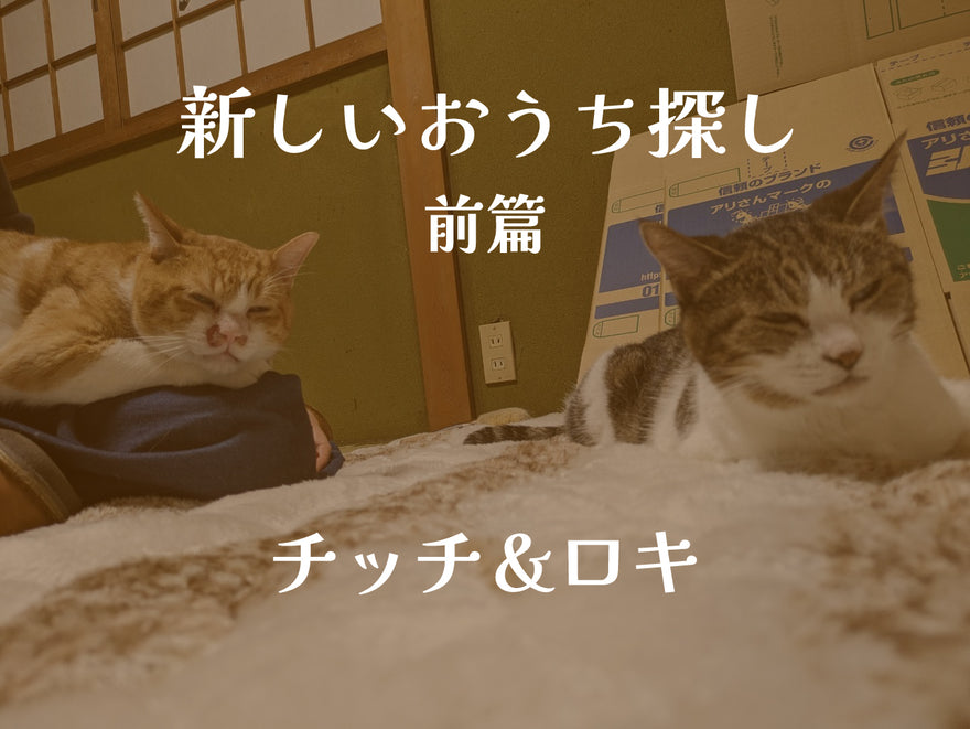 為年長的貓咪「琪琪」和「洛基」尋找新家 ~Aoneco的貓咪救援活動~ 第一部分