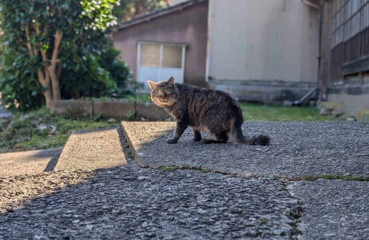 クラウドファンディング 🐈‍⬛能登半島のネコたちに安らぎを_ネコに手プロジェクト🐈‍⬛ 2024年11月の寄付＆活動報告