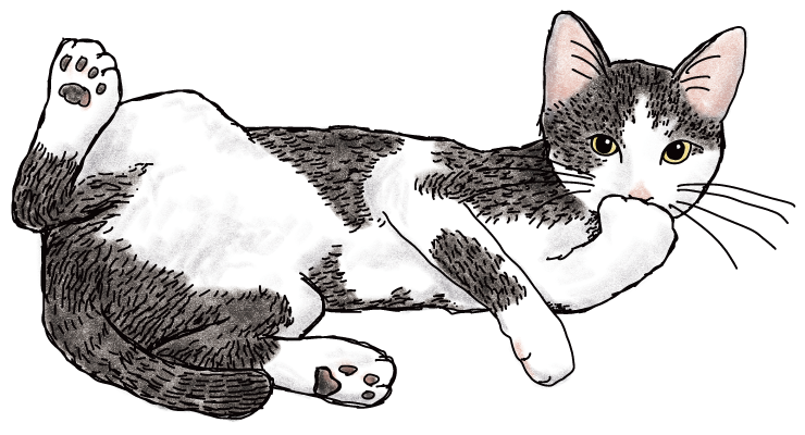 寄付フォームの案内猫