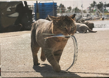 飛び猫　パネル　太刀魚　A3サイズ