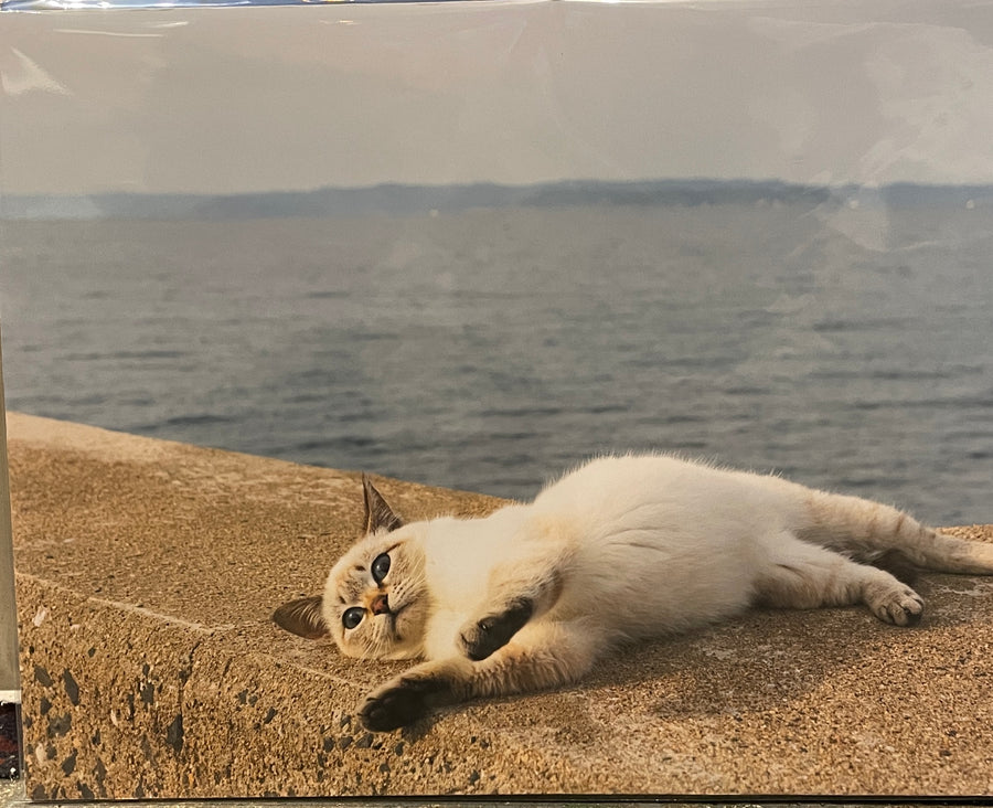 飛び猫　パネル　寝っ転がり　A3サイズ