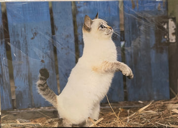 飛び猫　パネル　二本足立ち　A3サイズ