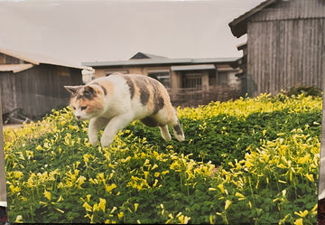 飛び猫　パネル　花畑ジャンプ　A3サイズ