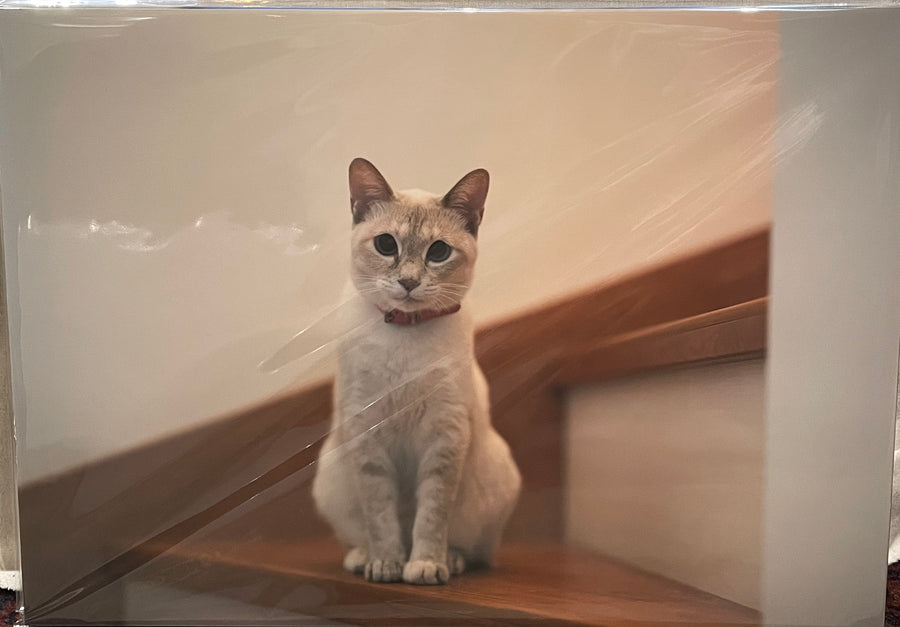 飛び猫　パネル　階段お座り　A3サイズ