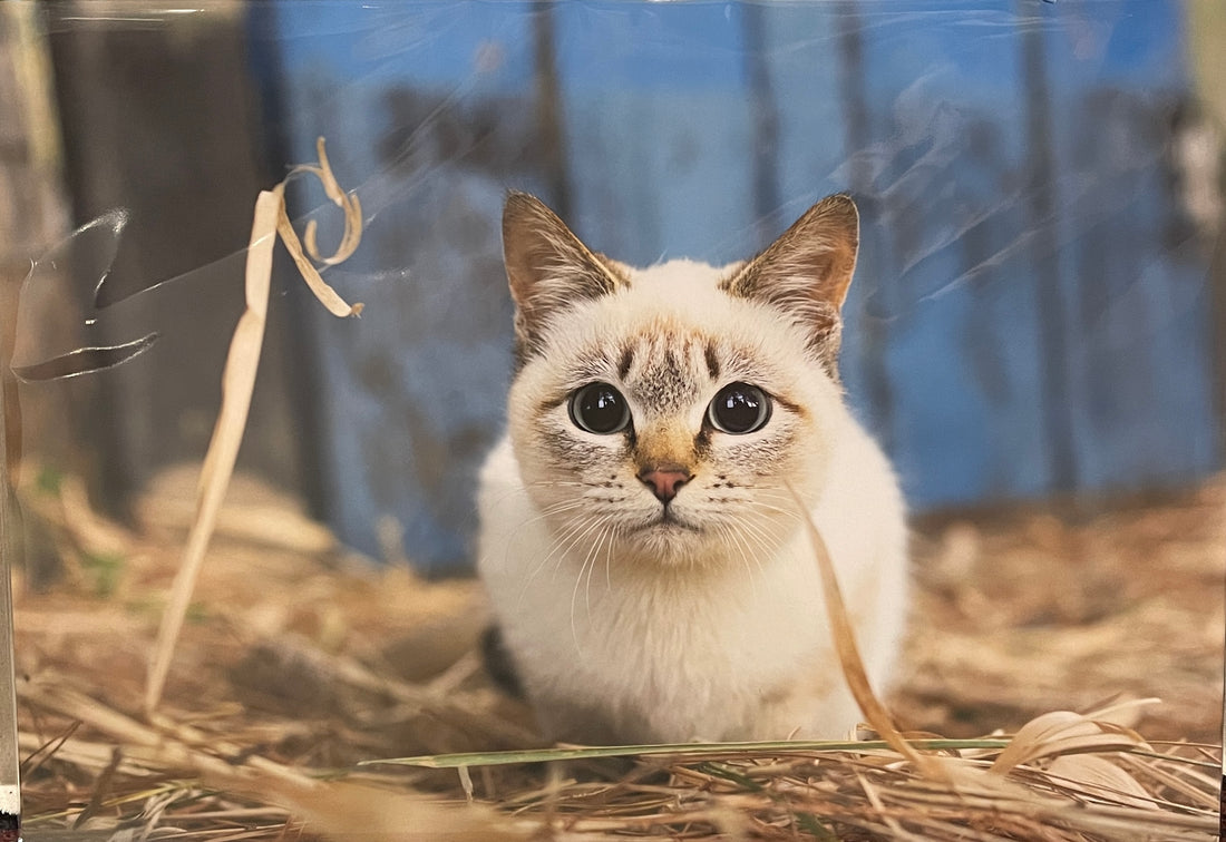 飛び猫　パネル　香箱座り　A3サイズ